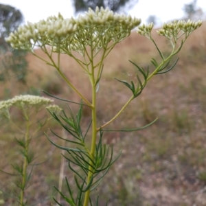 Cassinia longifolia at Cook, ACT - 30 Dec 2020