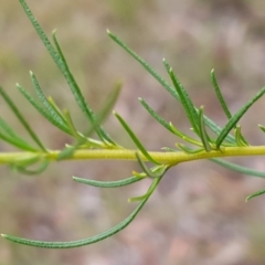 Cassinia longifolia at Cook, ACT - 30 Dec 2020