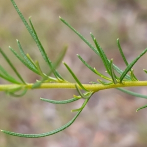 Cassinia longifolia at Cook, ACT - 30 Dec 2020