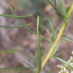 Cassinia longifolia at Cook, ACT - 30 Dec 2020