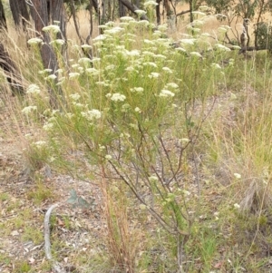 Cassinia longifolia at Cook, ACT - 30 Dec 2020