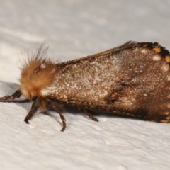 Epicoma contristis (Yellow-spotted Epicoma Moth) at Melba, ACT - 17 Dec 2020 by kasiaaus