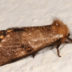 Epicoma contristis at Melba, ACT - 17 Dec 2020 11:39 PM