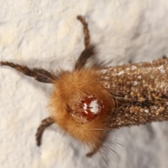 Epicoma contristis at Melba, ACT - 17 Dec 2020