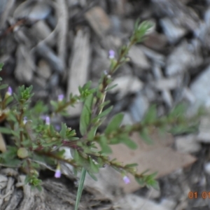 Lythrum hyssopifolia at Weston, ACT - 1 Jan 2021 08:00 AM