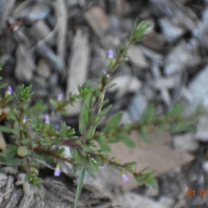 Lythrum hyssopifolia at Weston, ACT - 1 Jan 2021
