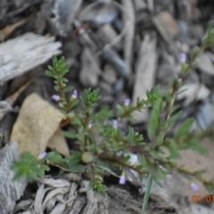 Lythrum hyssopifolia at Weston, ACT - 1 Jan 2021 08:00 AM