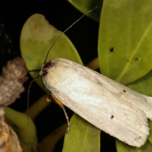 Maroga melanostigma at Melba, ACT - 17 Dec 2020