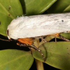 Maroga melanostigma at Melba, ACT - 17 Dec 2020