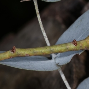 Circopetes obtusata at Melba, ACT - 19 Jan 2021