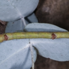 Circopetes obtusata at Melba, ACT - 19 Jan 2021