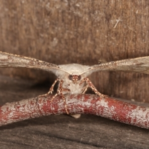 Circopetes obtusata at Melba, ACT - 19 Jan 2021