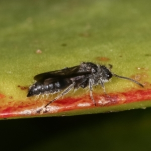 Mutillidae (family) at Melba, ACT - 16 Dec 2020 12:35 PM