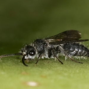 Mutillidae (family) at Melba, ACT - 16 Dec 2020 12:35 PM