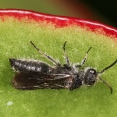 Mutillidae (family) at Melba, ACT - 16 Dec 2020 12:35 PM