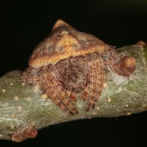 Dolophones sp. (genus) at Melba, ACT - 16 Dec 2020
