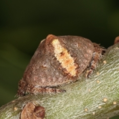 Dolophones sp. (genus) at Melba, ACT - 16 Dec 2020 12:48 PM