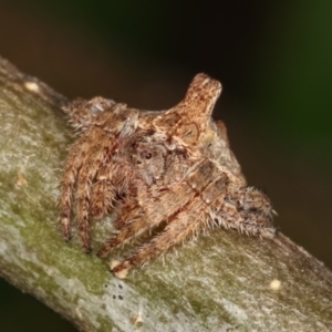 Dolophones turrigera at Melba, ACT - 16 Dec 2020 12:51 PM