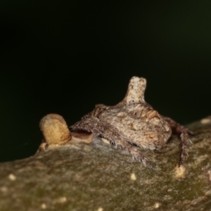 Dolophones turrigera at Melba, ACT - 16 Dec 2020 12:51 PM