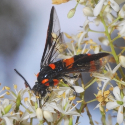 Pterygophorus cinctus (Bottlebrush sawfly) at QPRC LGA - 29 Dec 2020 by Harrisi