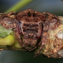 Dolophones turrigera (Turret spider) at Melba, ACT - 16 Dec 2020 by kasiaaus