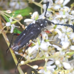 Distichocera thomsonella (A longhorn beetle) at Wamboin, NSW - 29 Dec 2020 by Harrisi