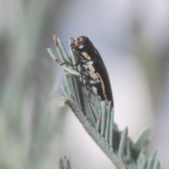 Agrilus hypoleucus (Hypoleucus jewel beetle) at QPRC LGA - 29 Dec 2020 by Harrisi