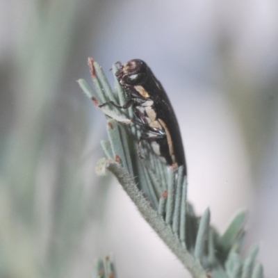 Agrilus hypoleucus (Hypoleucus jewel beetle) at Wamboin, NSW - 29 Dec 2020 by Harrisi