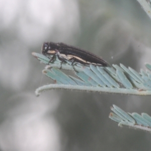 Agrilus hypoleucus at Wamboin, NSW - suppressed