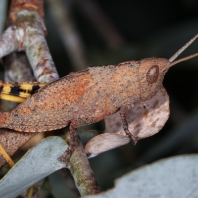 Goniaea opomaloides (Mimetic Gumleaf Grasshopper) at Melba, ACT - 16 Dec 2020 by kasiaaus