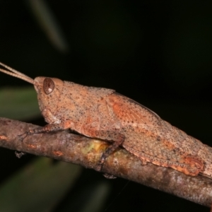 Goniaea opomaloides at Melba, ACT - 16 Dec 2020