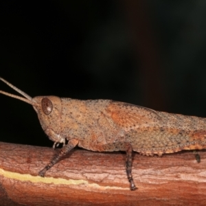 Goniaea opomaloides at Melba, ACT - 16 Dec 2020