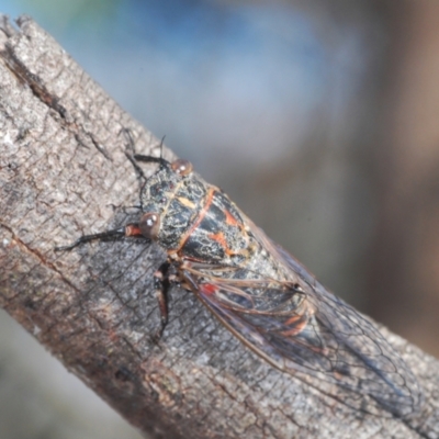 Atrapsalta furcilla (Southern Mountain Squeaker) at QPRC LGA - 29 Dec 2020 by Harrisi