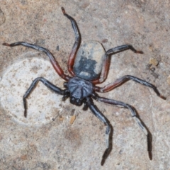 Gnaphosidae (family) (Ground spider) at Wamboin, NSW - 29 Dec 2020 by Harrisi