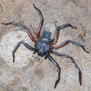 Gnaphosidae (family) at Wamboin, NSW - suppressed