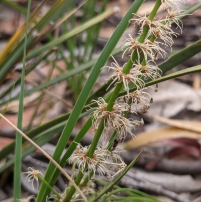 Lomandra multiflora (Many-flowered Matrush) at Currawang, NSW - 21 Dec 2020 by camcols