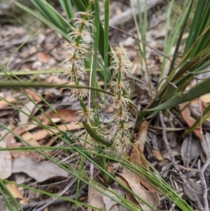 Lomandra multiflora at Currawang, NSW - 21 Dec 2020