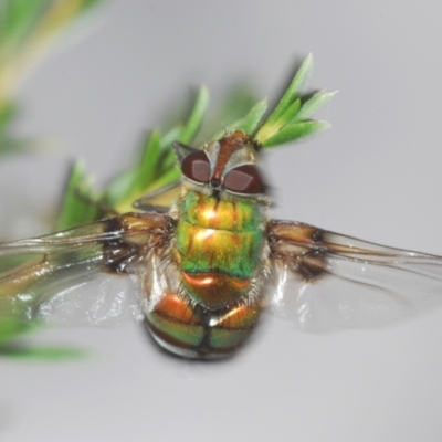 Rutilia (Chrysorutilia) sp. (genus & subgenus) (A Bristle Fly) at Paddys River, ACT - 30 Dec 2020 by Harrisi