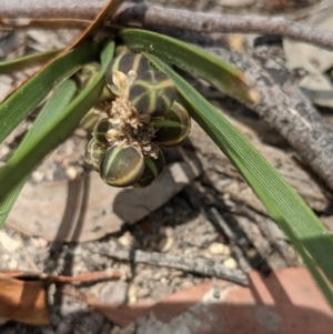 Lomandra filiformis at Currawang, NSW - 3 Dec 2020