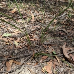 Lomandra filiformis at Currawang, NSW - 3 Dec 2020