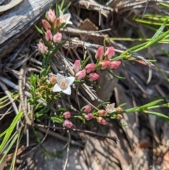 Boronia nana var. hyssopifolia at Currawang, NSW - 20 Nov 2020 by camcols
