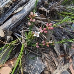 Boronia nana var. hyssopifolia at Currawang, NSW - suppressed