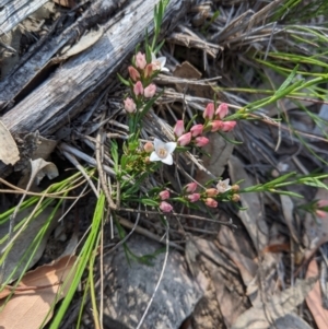 Boronia nana var. hyssopifolia at Currawang, NSW - 20 Nov 2020