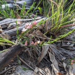 Boronia nana var. hyssopifolia at Currawang, NSW - suppressed