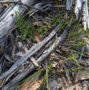 Boronia nana var. hyssopifolia at Currawang, NSW - suppressed