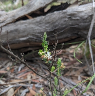 Brachyloma daphnoides (Daphne Heath) at Currawang, NSW - 21 Nov 2020 by camcols
