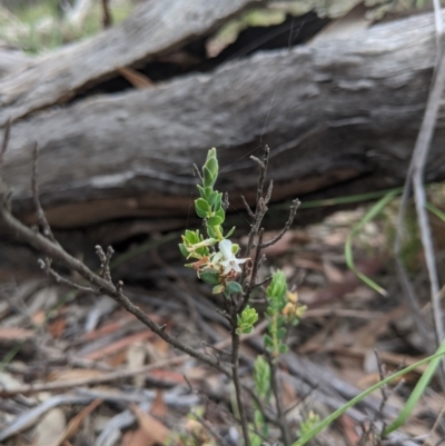 Brachyloma daphnoides (Daphne Heath) at QPRC LGA - 21 Nov 2020 by camcols