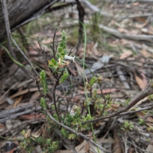 Brachyloma daphnoides at Currawang, NSW - 22 Nov 2020