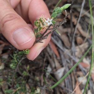 Brachyloma daphnoides at Currawang, NSW - 22 Nov 2020