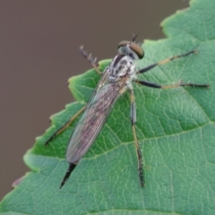 Cerdistus sp. (genus) (Slender Robber Fly) at Pearce, ACT - 2 Jan 2021 by Shell